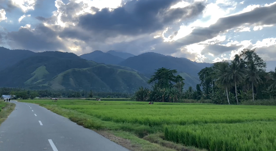 Sawah dan Area pertanian Desa Rogo